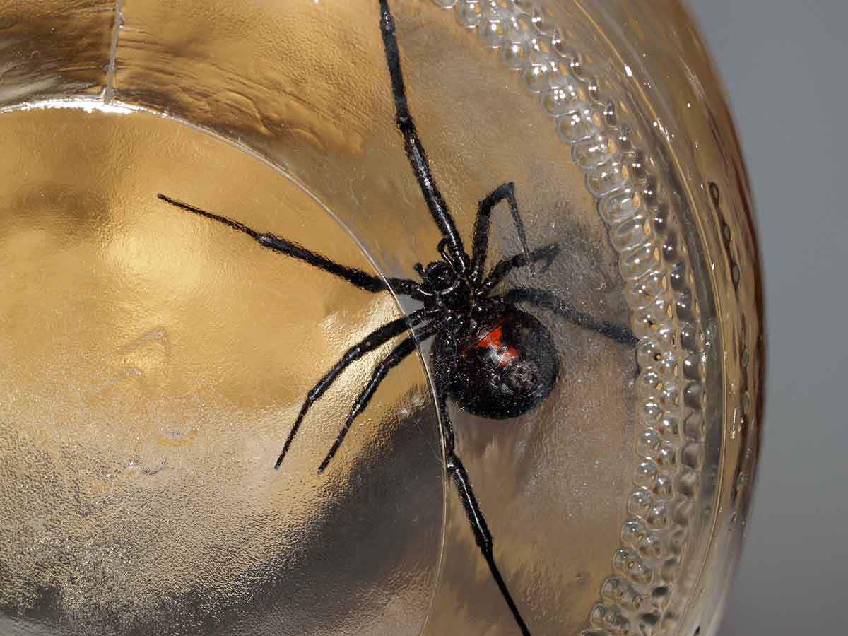 Черные вдовы (лат. Latrodectus) — род пауков из семейства тенетников (Theridiidae). Насчитывает 32 вида / ©  Jeff Cleveland, Shutterstock