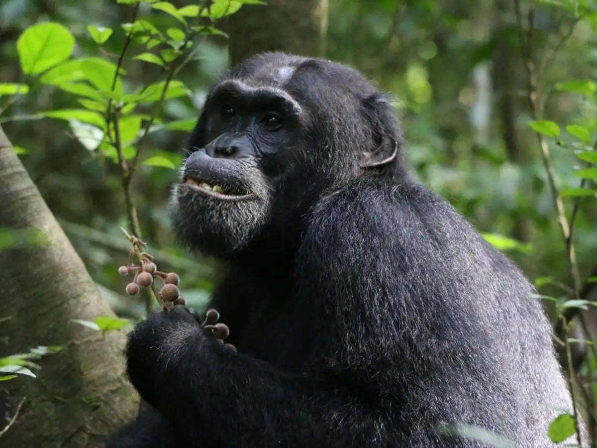 Шимпанзе в лесном заповеднике Будонго / © Elodie Freymann (CC-BY)