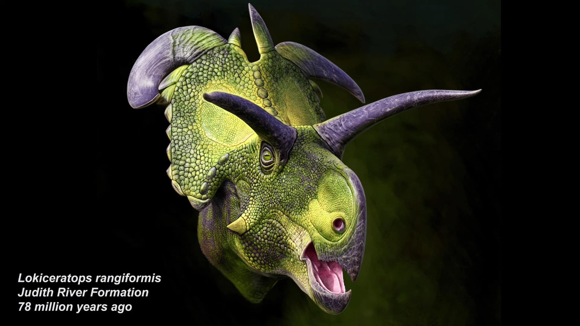 Художественная реконструкция внешнего вида Lokiceratops rangiformis, жившего 78 миллионов лет назад / © PeerJ, Mark A. Loewen et al.