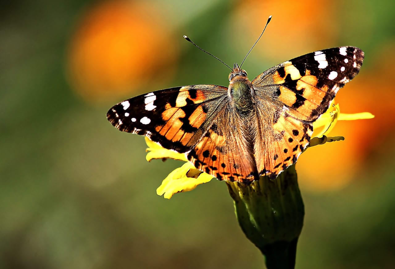 Бабочка репейница (Vanessa cardui) / © Wikimedia Commons