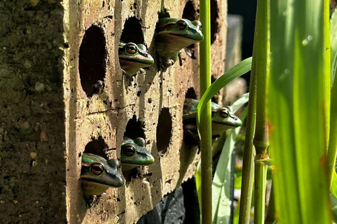 Австралийские ученые рассказали, как уберечь исчезающие виды лягушек от смертельно заболевания / © Anthony Waddle