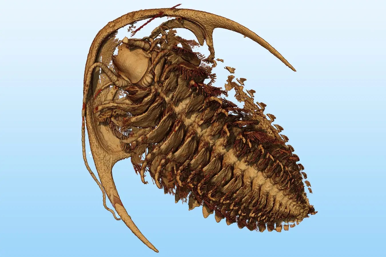 3D-реконструкция одной из окаменелостей трилобита / © Arnaud Mazurier, University of Poitiers
