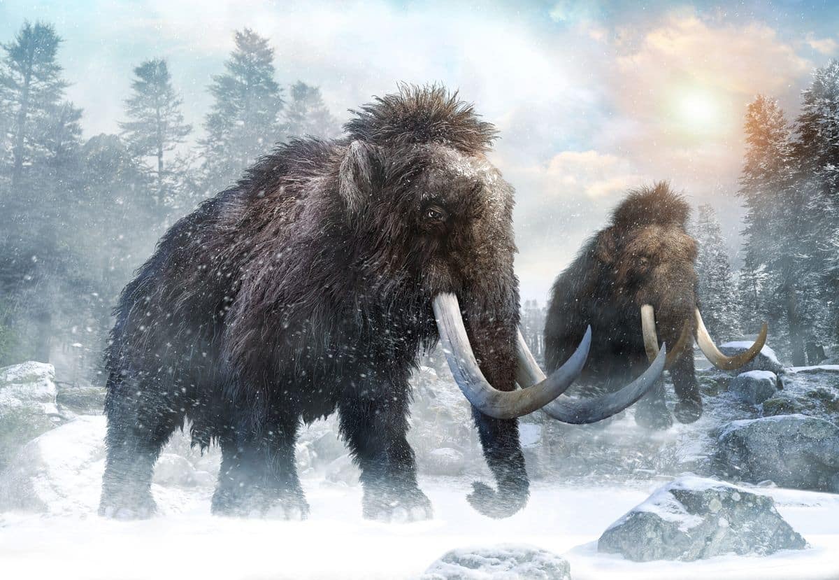 © Таймырский телеграф, Warpaint, 
Ellafischer