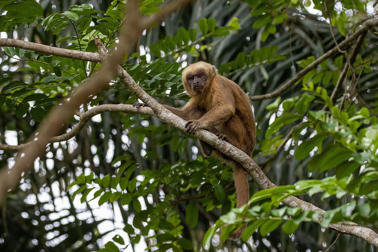 Капуцины вида Sapajus flavius стали шестым приматом, применяющим камни как орудия / © Wikimedia Commons, Thomaz de Carvalho Callado.