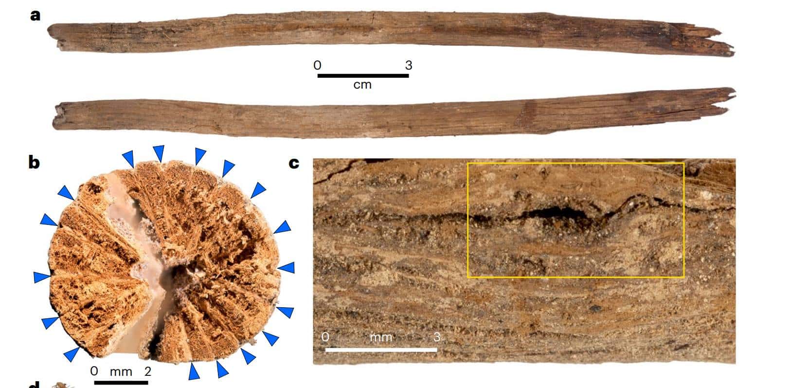 Этим палочкам из казуарины 12 тысяч лет. На протяжении тысячелетий их пускали на производство австралийских кукол вуду / © Bruno David et al., Nature Human Behaviour