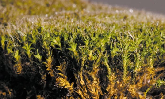 Syntrichia caninervis (на фото) лишена корней. Поэтому воду этот вид мхов получает из воздуха. Для этого на конце каждого из его аналогов листьев находится ость с канавками шириной в 200 нанометров, способными конденсировать влагу из атмосферы / © Nature, Tadd Truscott