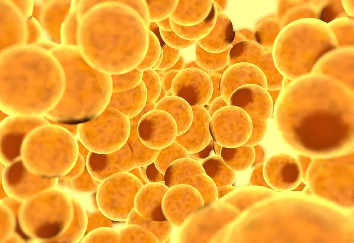 Белые жировые клетки удалось превратить в бежевые, ограничив образование белка / © Shutterstock, Pavel Chagochkin