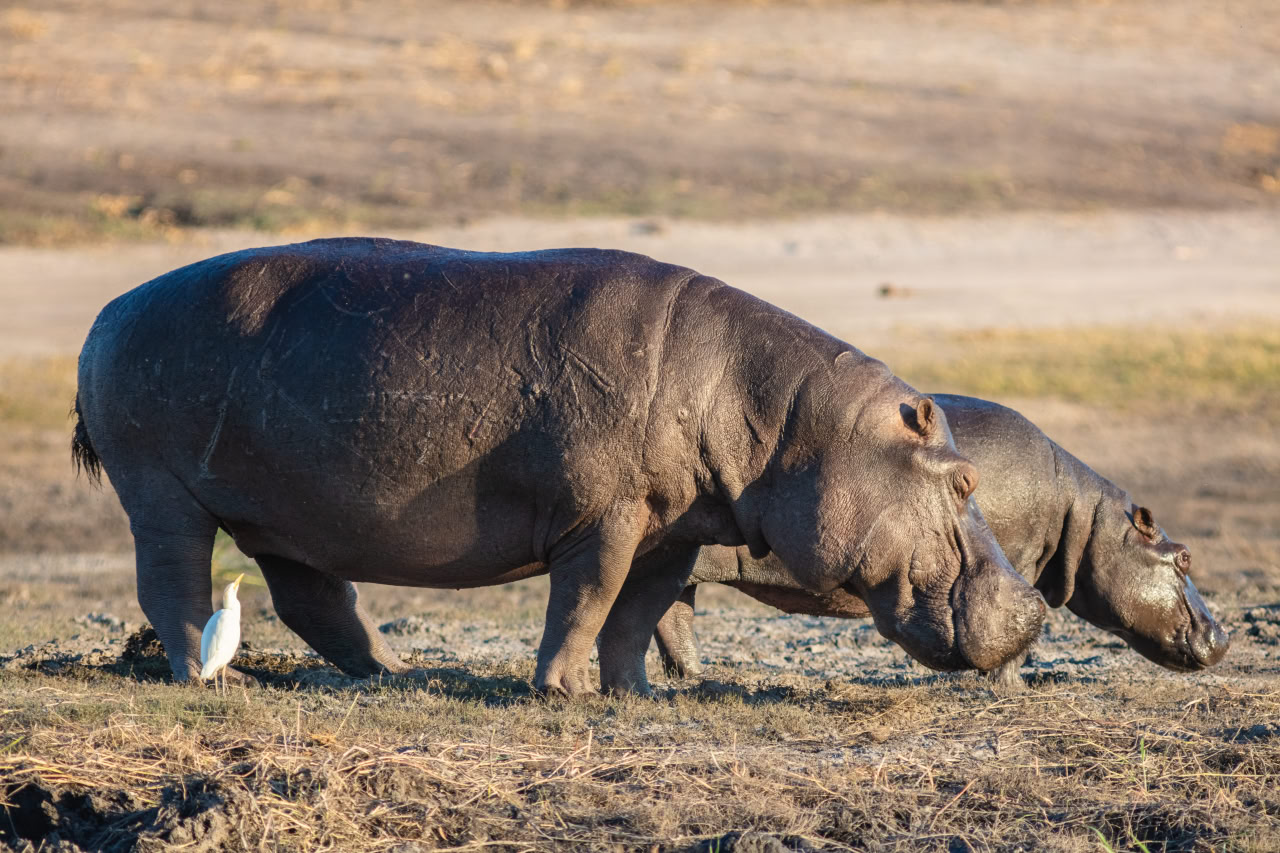 Обыкновенный бегемот (Hippopotamus amphibius) / © Diego Delso, Wikimedia Commons