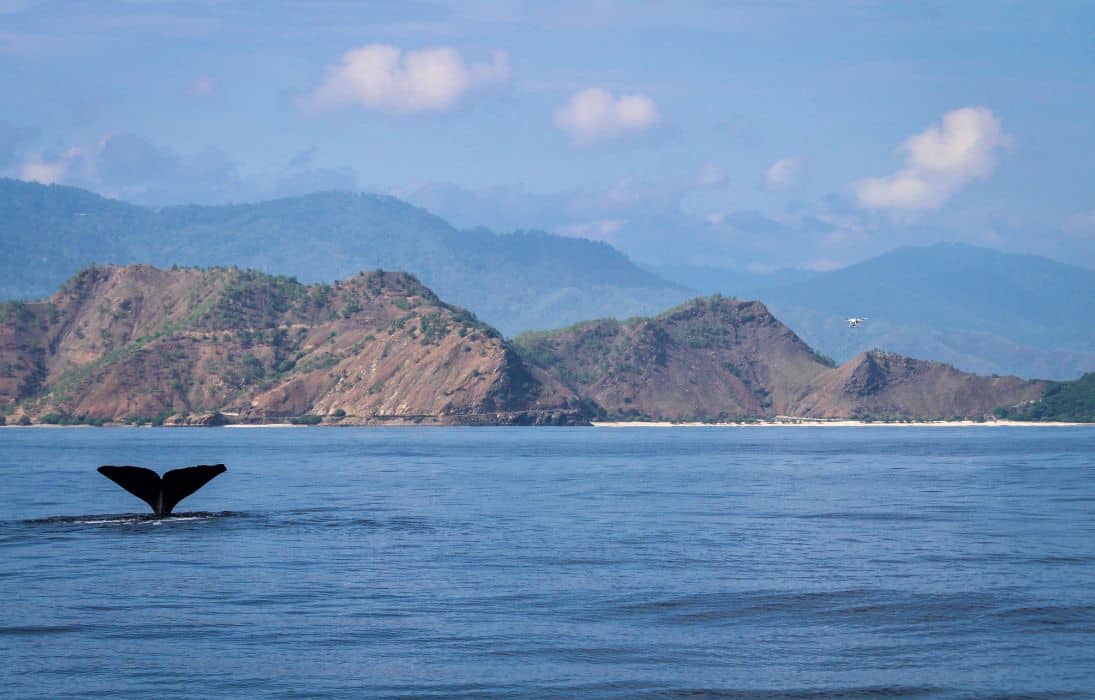 Синие киты у берега Восточного Тимора / © Associate Professor Karen Edyvane/ANU