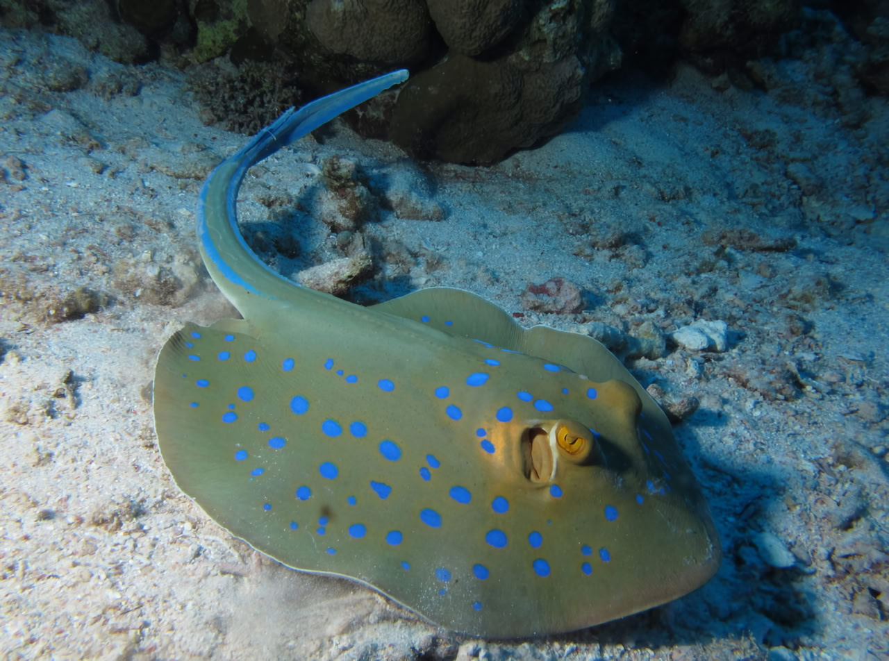 Синепятнистый скат-хвостокол (Taeniura lymma) / © Derek Keats, Wikimedia Commons