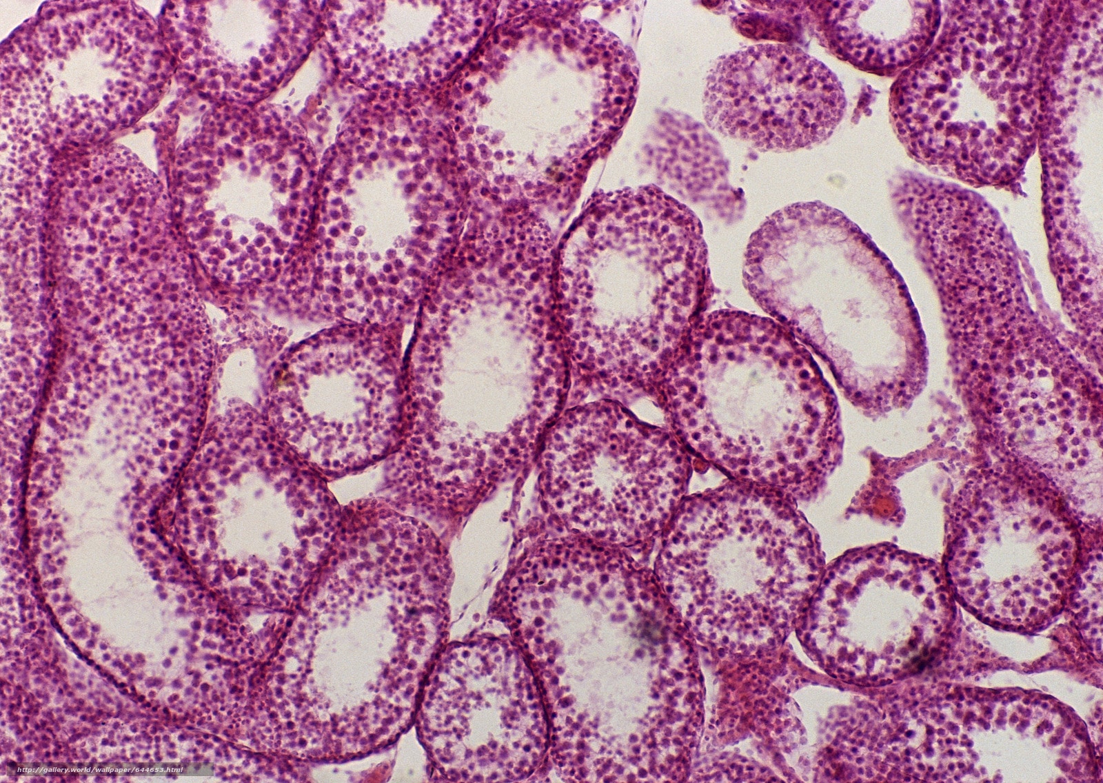 Ученые создали клетку, которая не может делиться без постороннего воздействия / © alnext.ru