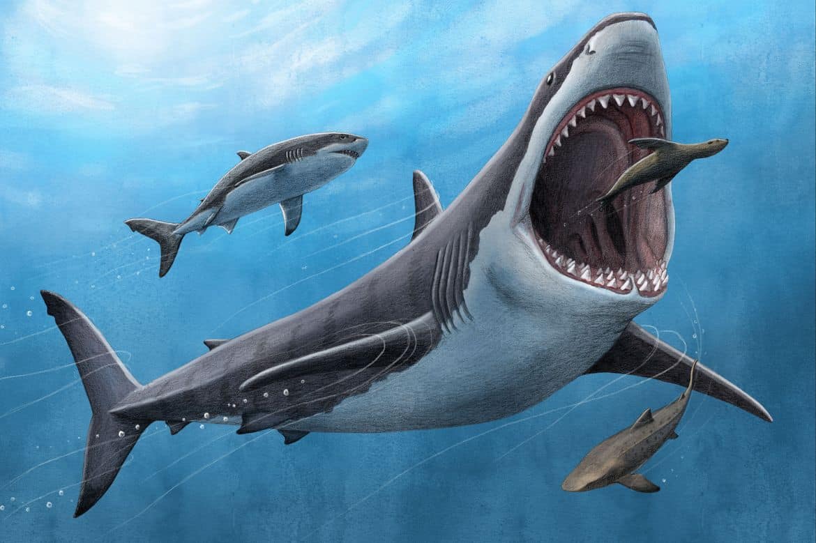 Мегалодон (Otodus megalodon или Carcharocles megalodon) — вид вымерших акул из семейства Otodontidae / © Alex Boersma, PNAS