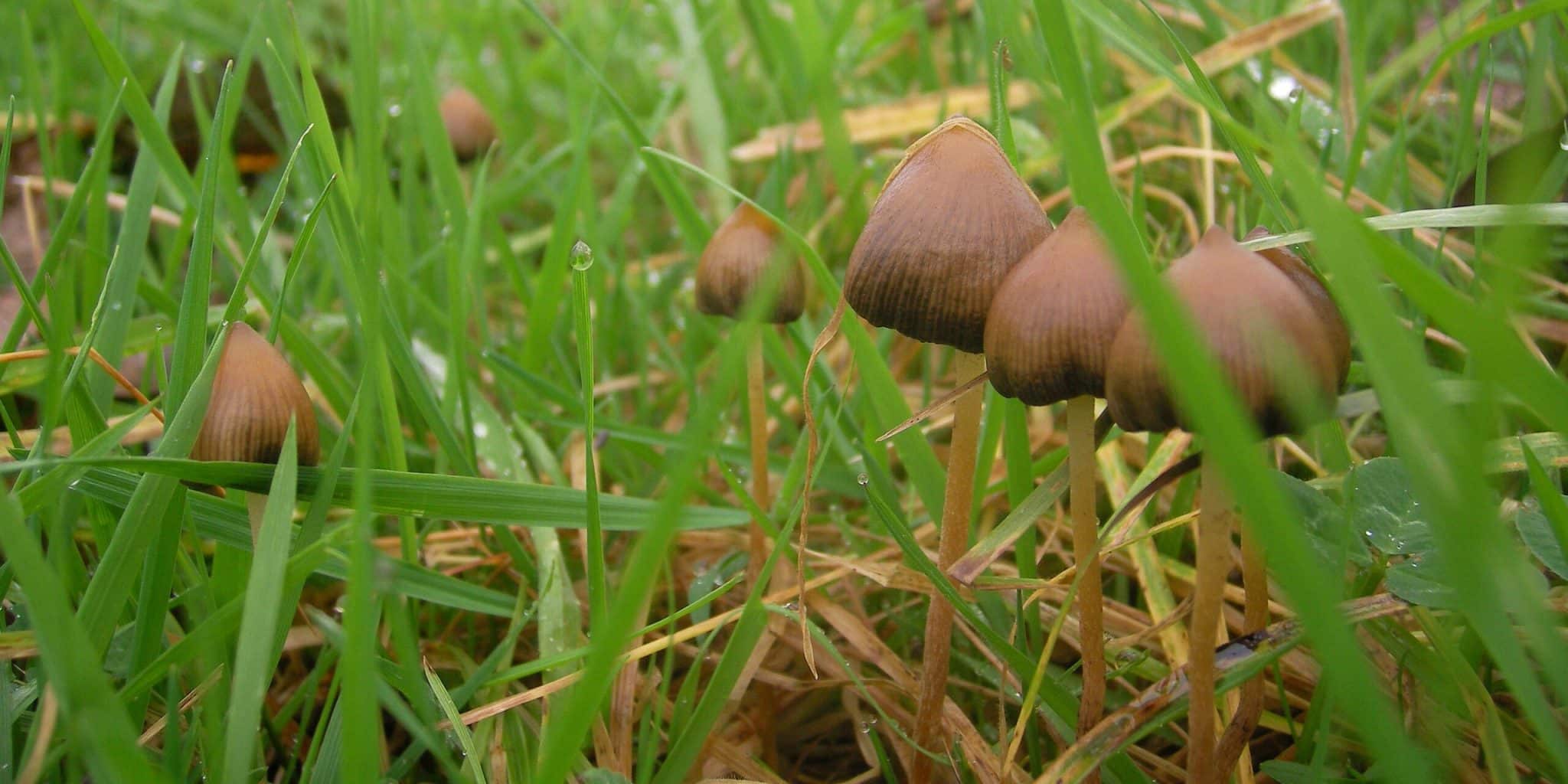 Псилоцибе полуланцетовидная в траве / © DimiVeBE, Wikimedia