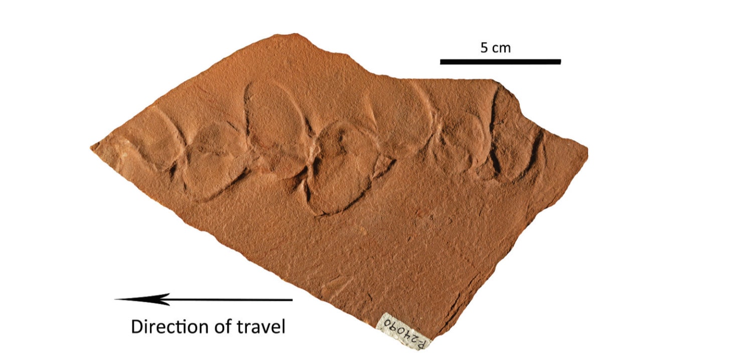 Плита с дорожкой отпечатков ходьбы Ambulopisces voigti и малоугловым освещением, подчеркивающим рельеф местности / © Historical Biology, Larry F. Rinehart and Spencer G. Lucas.