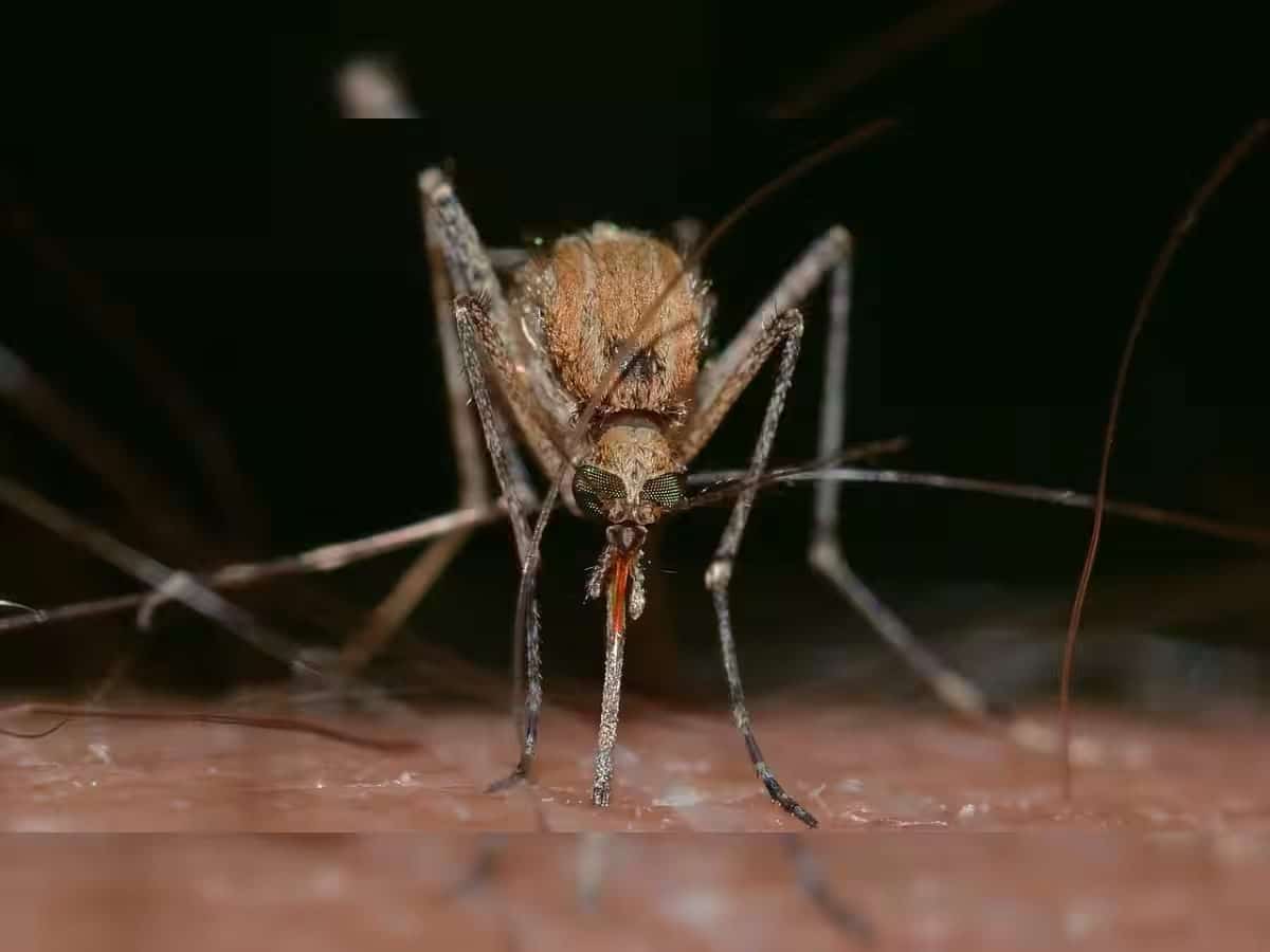 © Pixabay, Photograph:(Others)