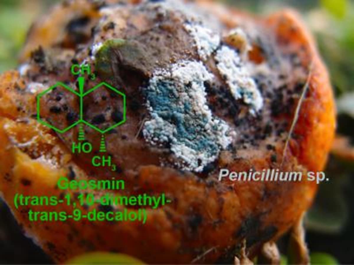 Геосмин вырабатывают плесневые грибки и другие почвенные микроорганизмы / © Cell Press / Elsevier / Max Planck Institute for Chemical Ecology / Stensmyr