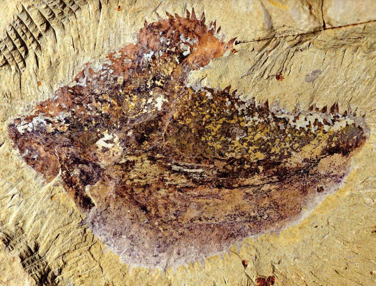 Образец Shishania aculeata в косом виде, демонстрирующий вентральную анатомию: различаются области спинной мантии, вентрального пояса и стопы. Вверху по краям видны шипы (склериты) / © Science, Guangxu Zhang et al.