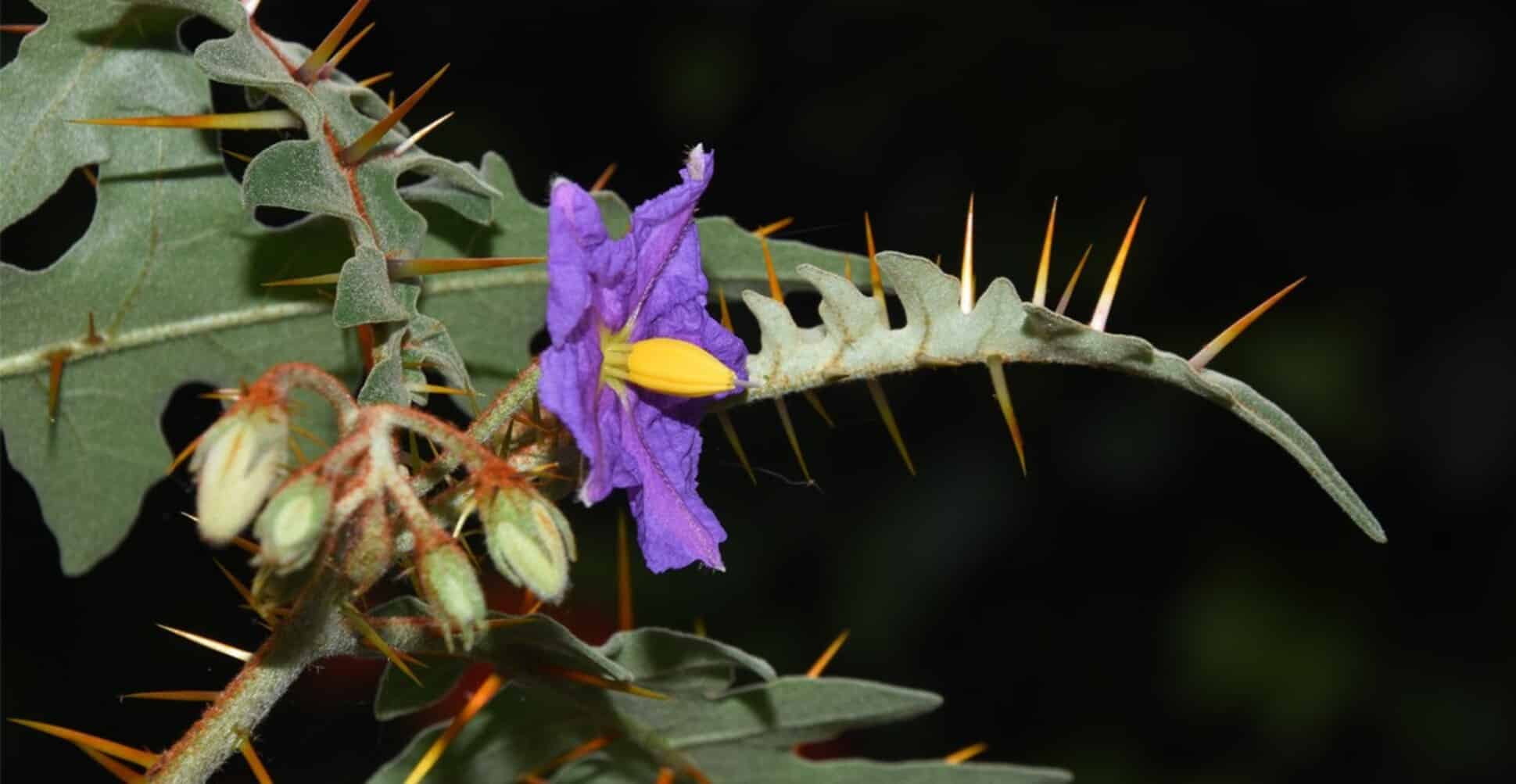 Дикий паслен с большими колючками / © www.nhm.ac.uk, Sandra Knapp