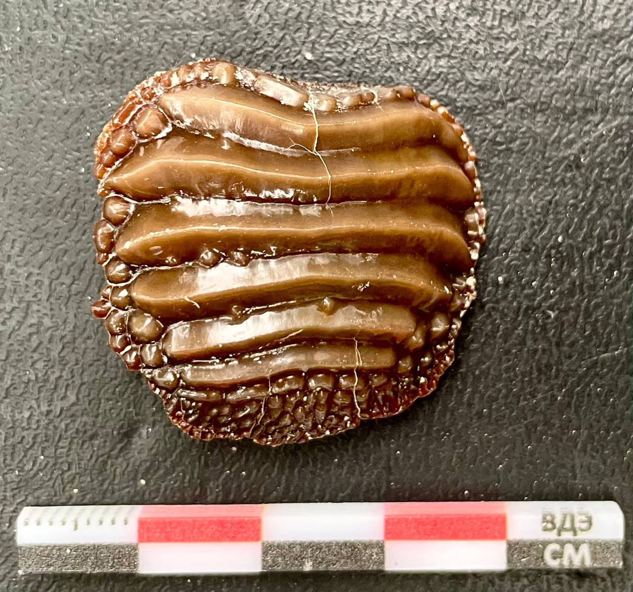 Обнаруженный учеными зуб птиходуса / © Общественное движение популяризации науки «Проекты Станислава Дробышевского»