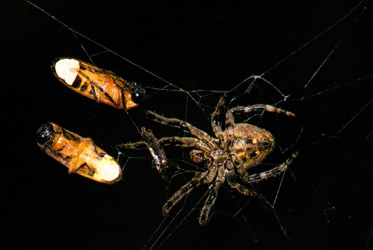 Паук Araneus ventricosus с двумя пойманными самцами светляков Abscondita terminalis / © Xinhua Fu et al.