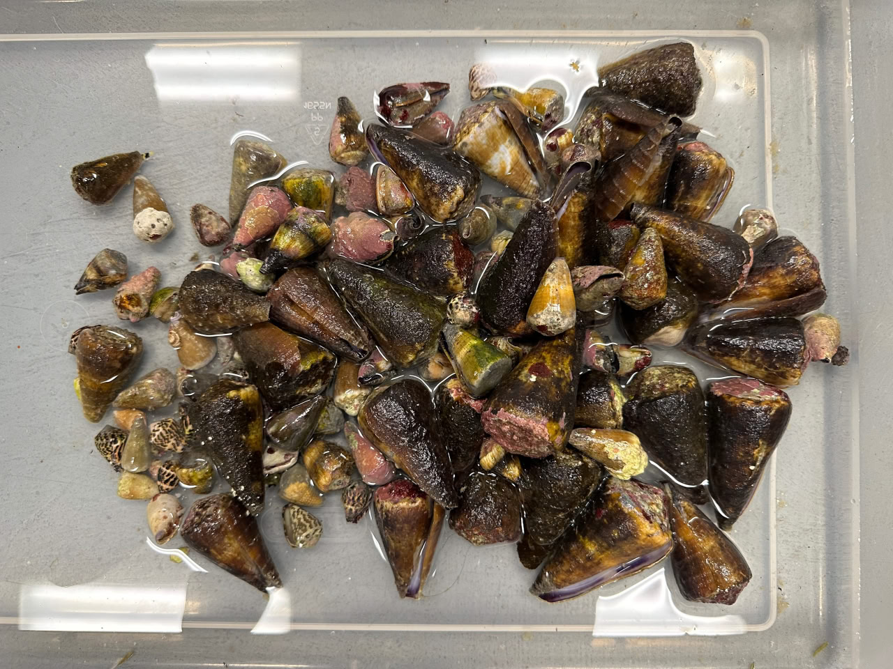 Свежевыловленные морские улитки Conus geographus / © Safavi Lab