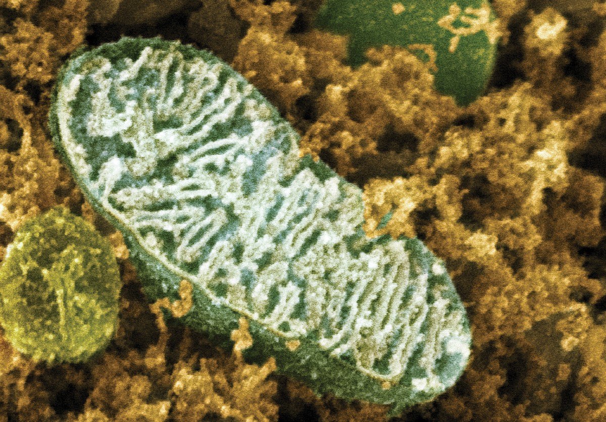 Митохондрии способны встраивать собственную ДНК в человеческие хромосомы / © ViktoriaFoto.ru