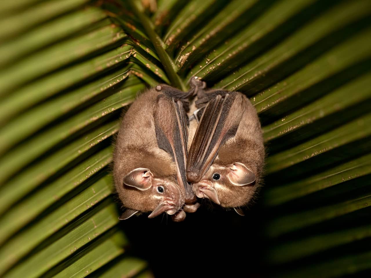 Летучие мыши Artibeus watsoni рода фруктоядные листоносы / © Peter Nijenhuis, Flickr