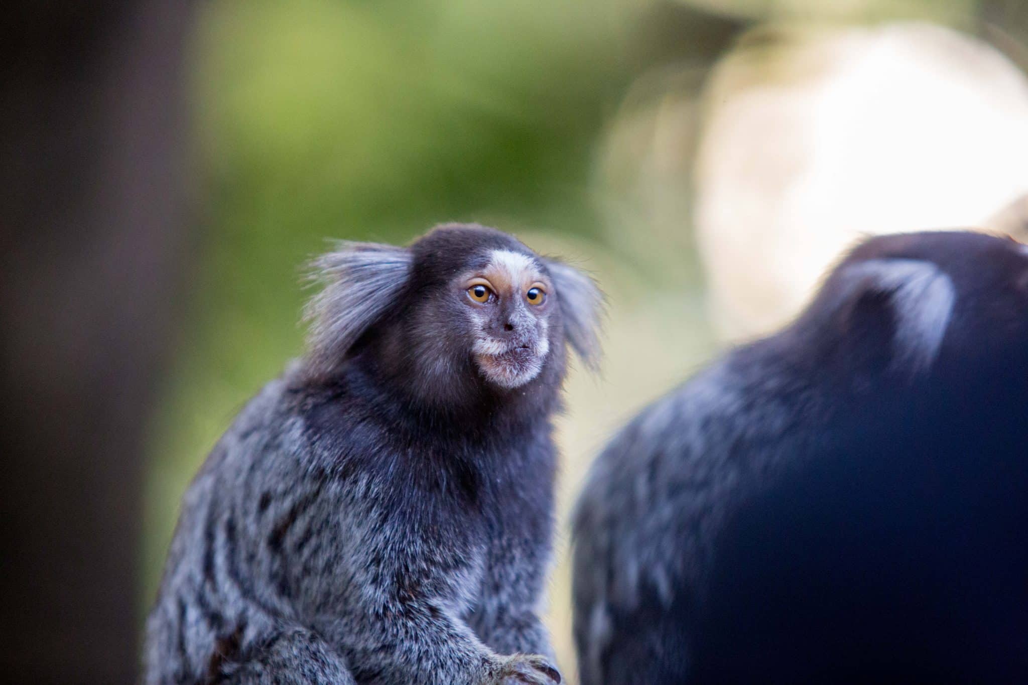 Обыкновенная игрунка (лат. Callithrix jacchus) — примат из семейства игрунковых. Бразилия / © Paulo Lopes, Zumapress.com