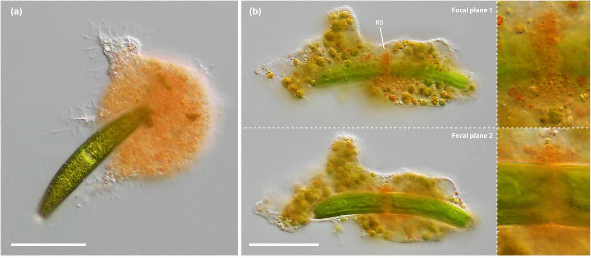Процесс питания Strigomyxa ruptor. (a) Амеба, поглощающая клетку Closterium. (b) Красноватая полоса гранулированной цитоплазмы (RB) перед расщеплением клеточной стенки в двух плоскостях. На правых панелях показана та же структура при большем увеличении / © Ecology an Evolution, Andreas Suthaus and Sebastian Hess.