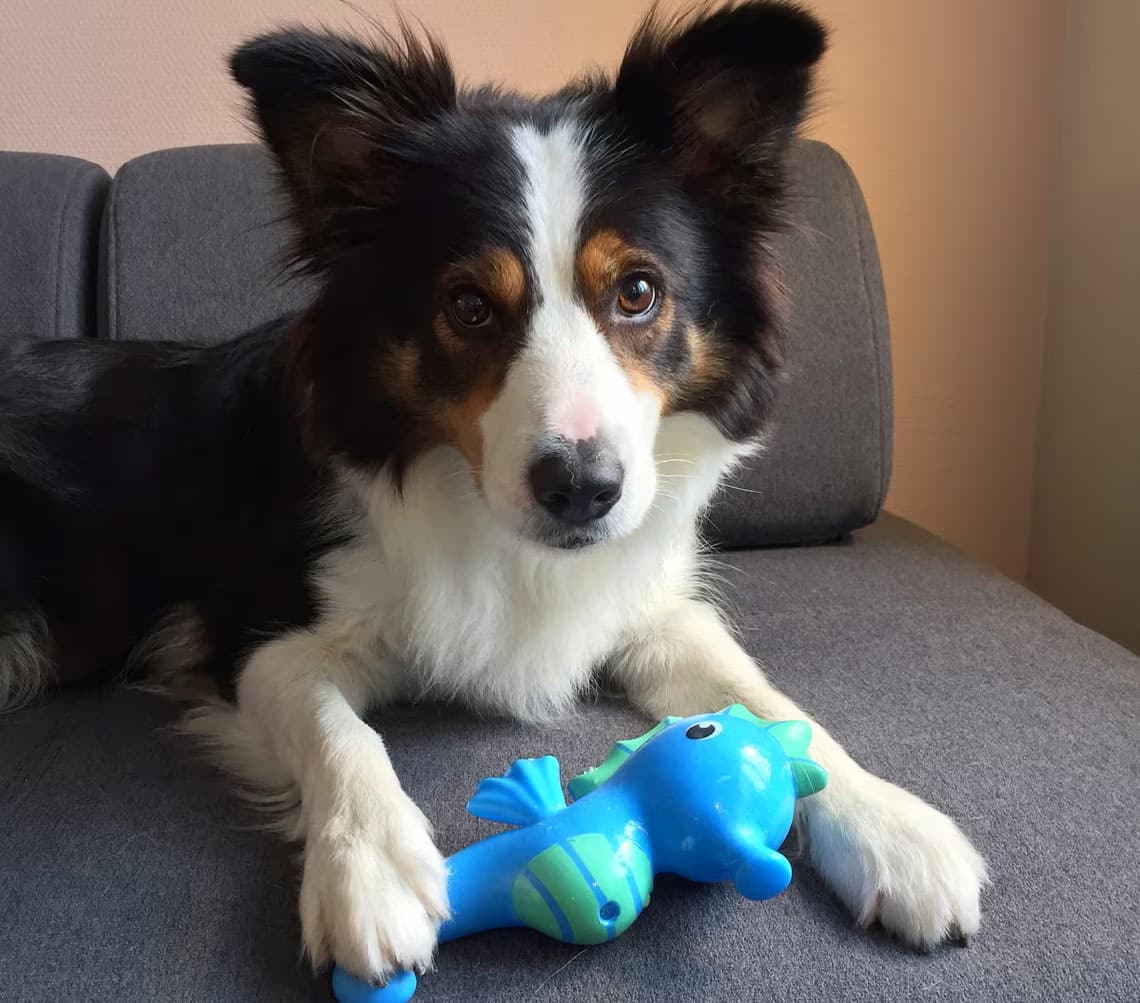 Одна из участниц эксперимента — бордер-колли по кличке Уиски / © Helge O Svela