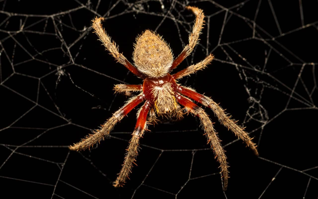 Паук вида Hortophora biapicata / © Sam Gordon, iNaturalist Australia