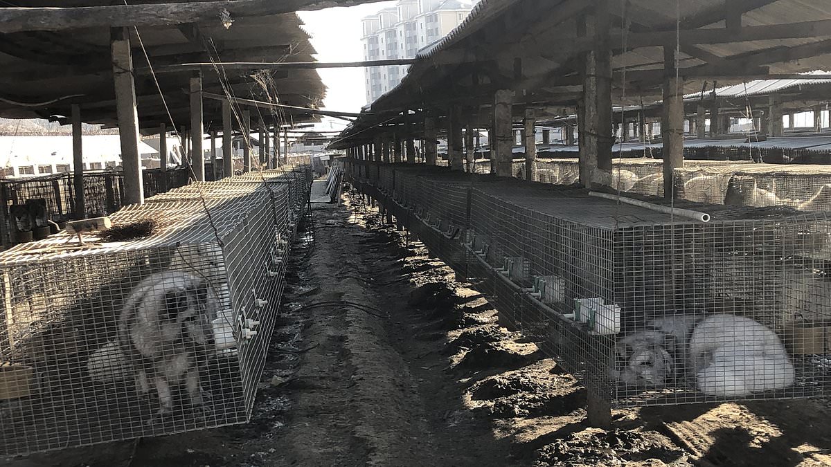 Десятки вирусов, некоторые из которых потенциально могут передаваться человеку обнаружили на китайских зверофермах / ©hci