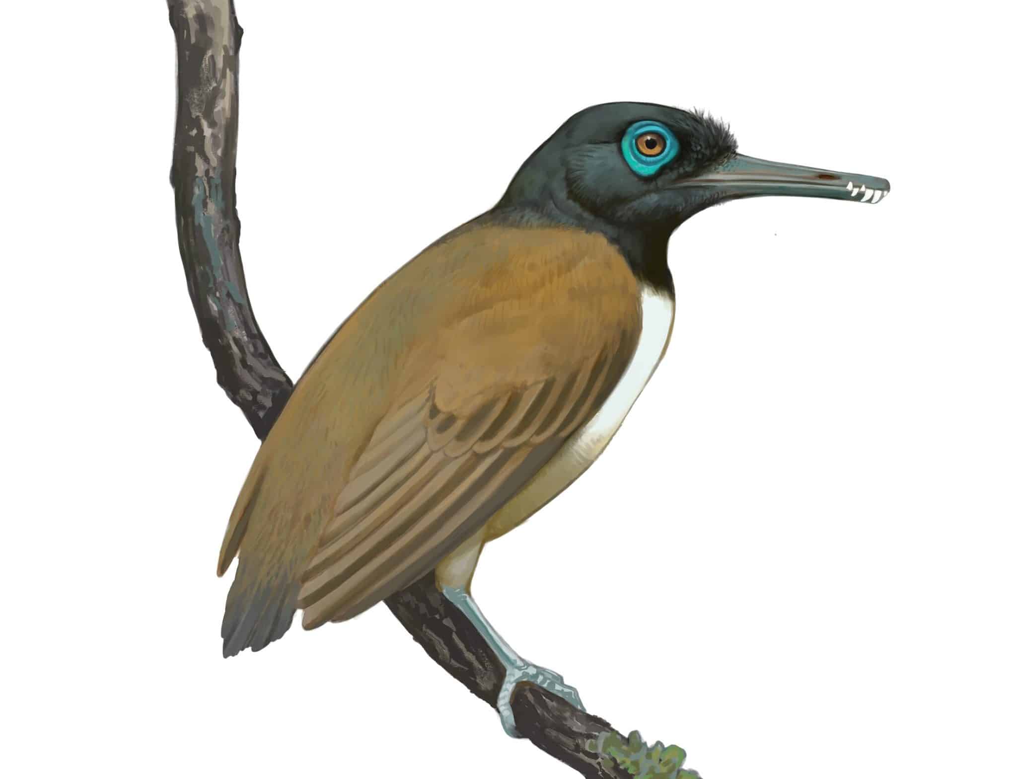 Художественная реконструкция внешнего вида лонгиптерикса (Longipteryx chaoyangensis) / © Ville Sinkkonen