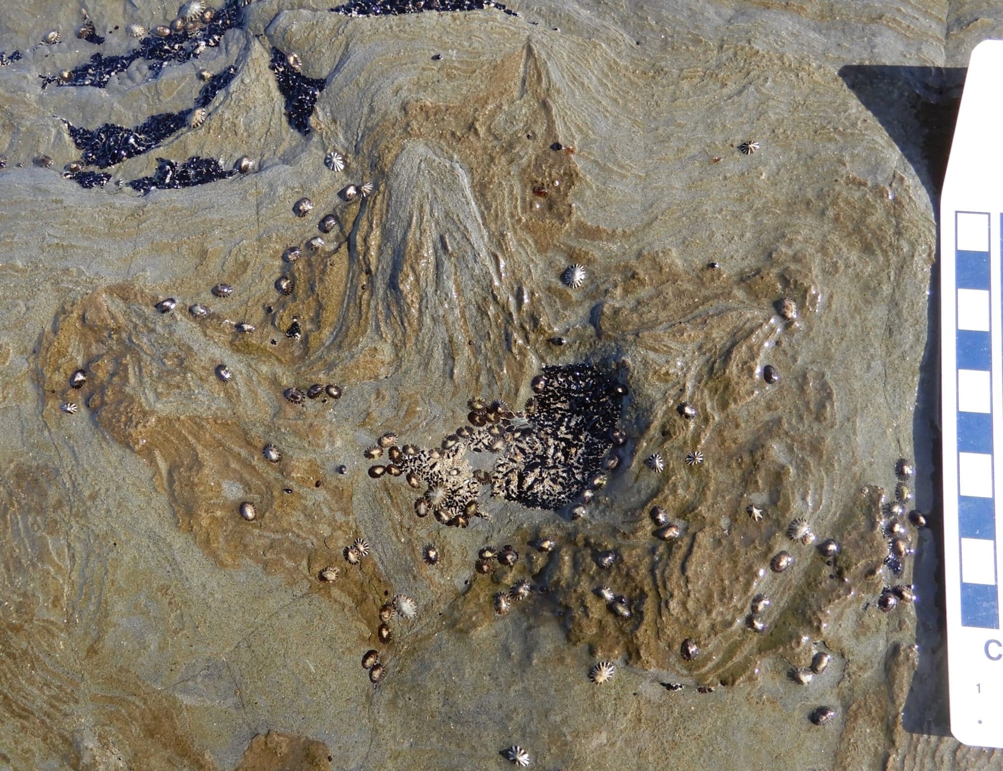 Отпечаток ноги орнитопода, его длина составляет около 11,5 сантиметра / © Anthony J. Martin et al.