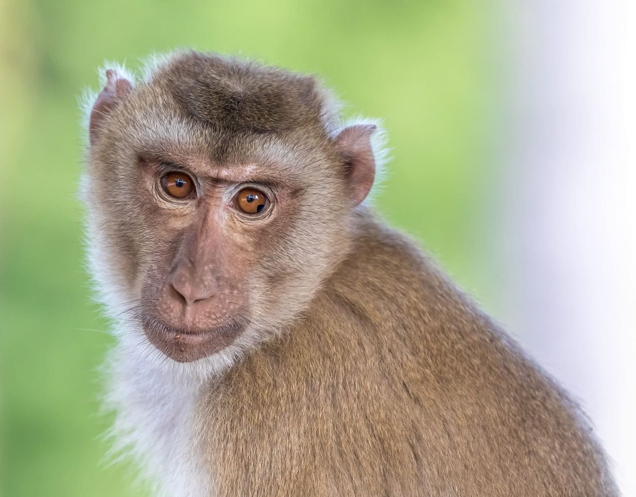 Макак-крабоед (Macaca fascicularis) © Wikimedia Commons, Basile Morin