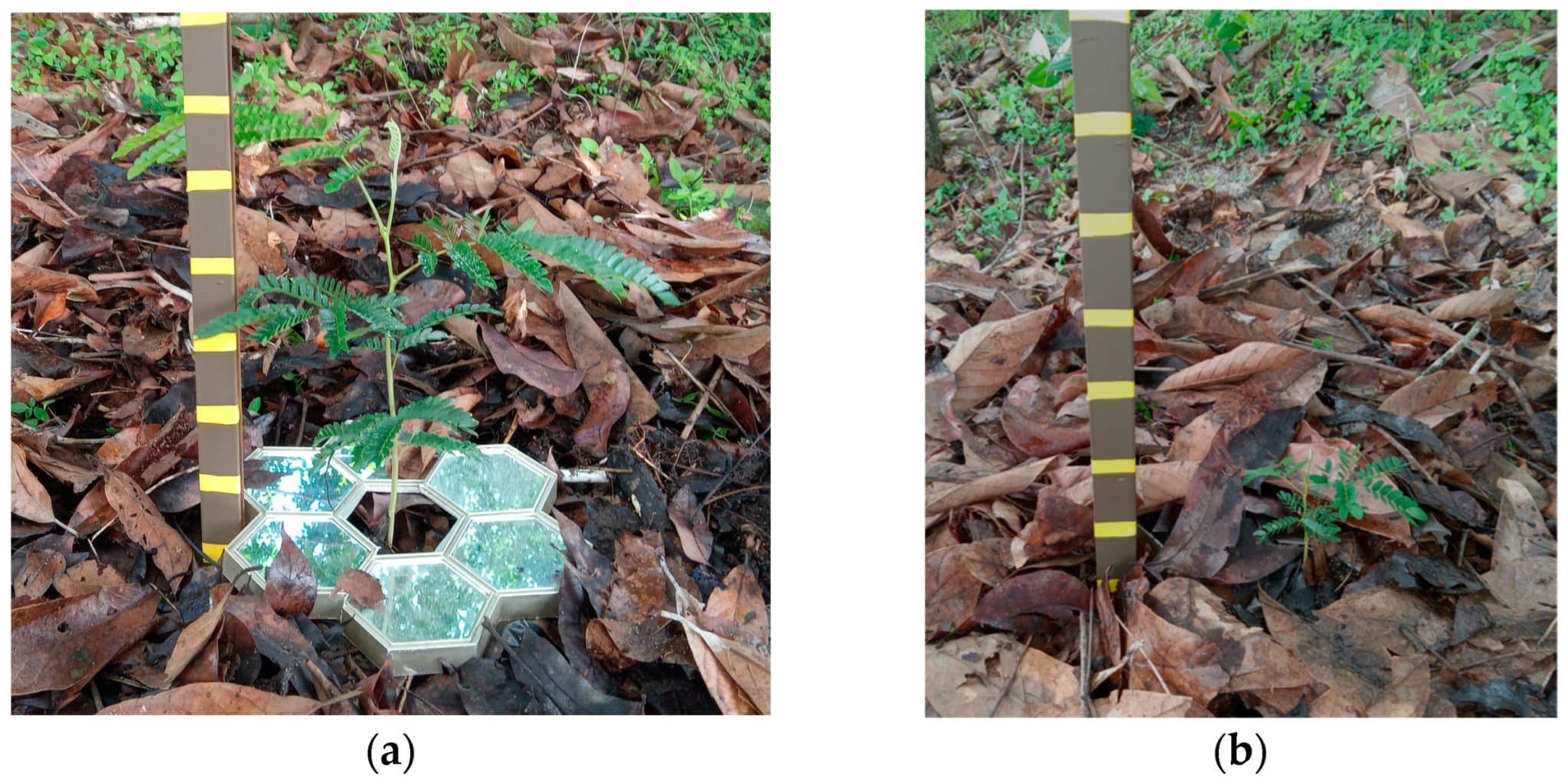 Двадцатишестинедельные сеянцы Serianthes grandiflora, выращенные в глубокой тени: (a) выращенные с зеркалом под растением; (b) выращенные со слоем мульчи, покрывающим зеркало под растением / © Agronomy, Thomas E. Marler.