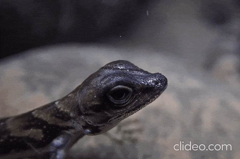 В 2015 году ученые заметили, что некоторые анолисы при приближении людей или крупных животных ныряют в ручьи и остаются там в течение длительного времени. С помощью подводных видеокамер исследователи выяснили, что когда ящерицы находятся в воде, они выдувают из ноздрей большие воздушные пузыри, которые остаются прикрепленными к их морде / © Lindsey Swierk