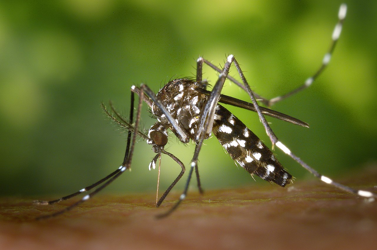 Комар вида Aedes albopictus, часто встречаемый во Флориде. Отличается черно-белыми полосками и пятнами на ногах и брюшке / © Wikimedia Commons, James Gathany.