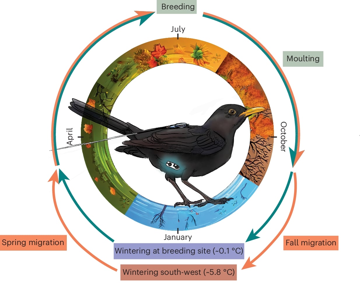 Графическая схема эксперимента: черный дрозд (Turdus merula) с радиопередатчиком и вживленным регистратором ЧСС и температуры; основные жизненные фазы для птиц с перелетным и оседлым образом жизни в разбивке по сезонам / © Nature Ecology & Evolution (2024), Linek, N., Yanco, S.W., et al.