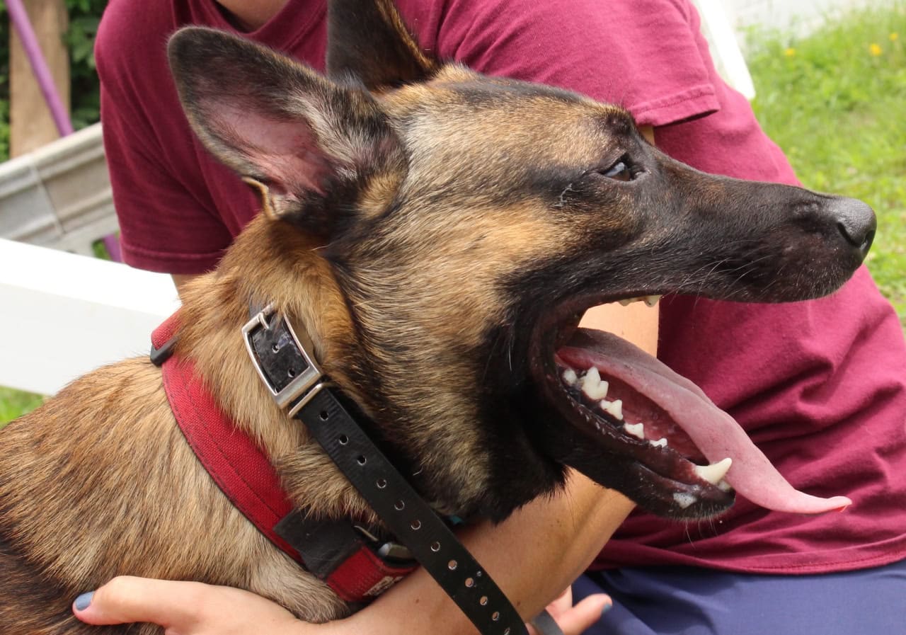 Одна из собак-участниц эксперимента с признаками теплового стресса / © Penn Vet Working Dog Center