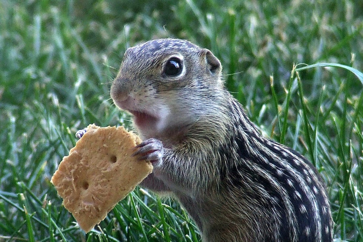 © Wikimedia Commons