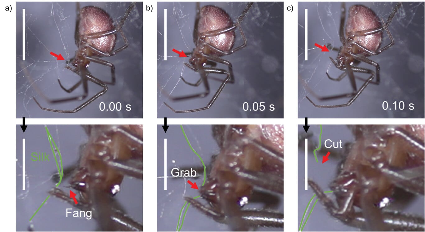 Перерезание нитей паутины самкой паука Steatoda sp. / © Gabriele Greco et al., 2024, Advanced Science