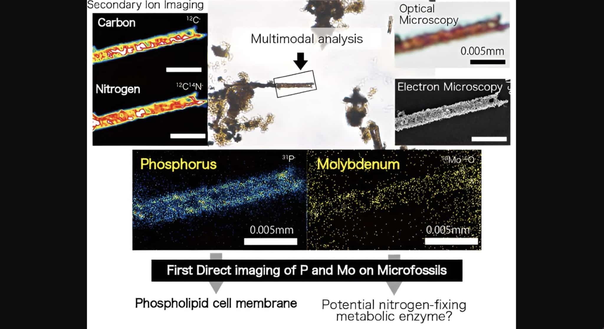 В рамках анализа ученые впервые обнаружили фосфор и молибден, соответствующие мембранной структуре микрофоссилий / © Scientific Reports (2024)