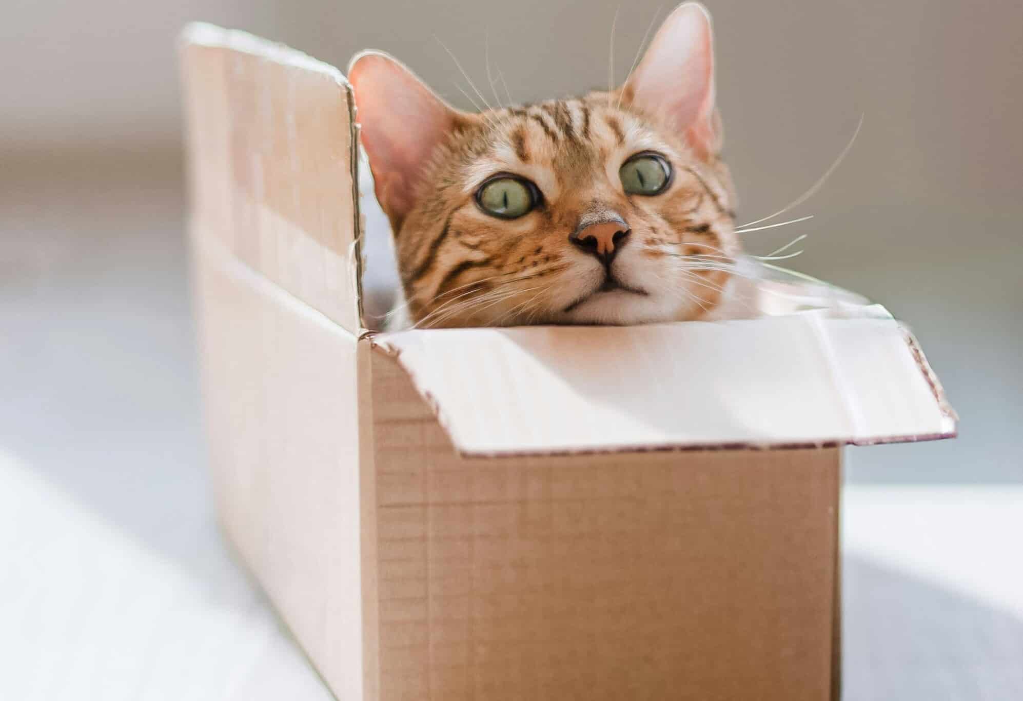 Французский ученый Марк-Антуан Фардин в 2017 году даже получил Шнобелевскую премию за доказательство того, что кошки — это «жидкость» / © Oli Zubenko, Unsplash