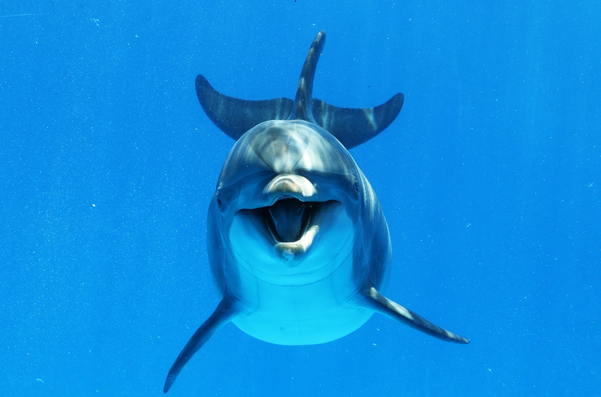 © NatureLovePhotography / Getty Images