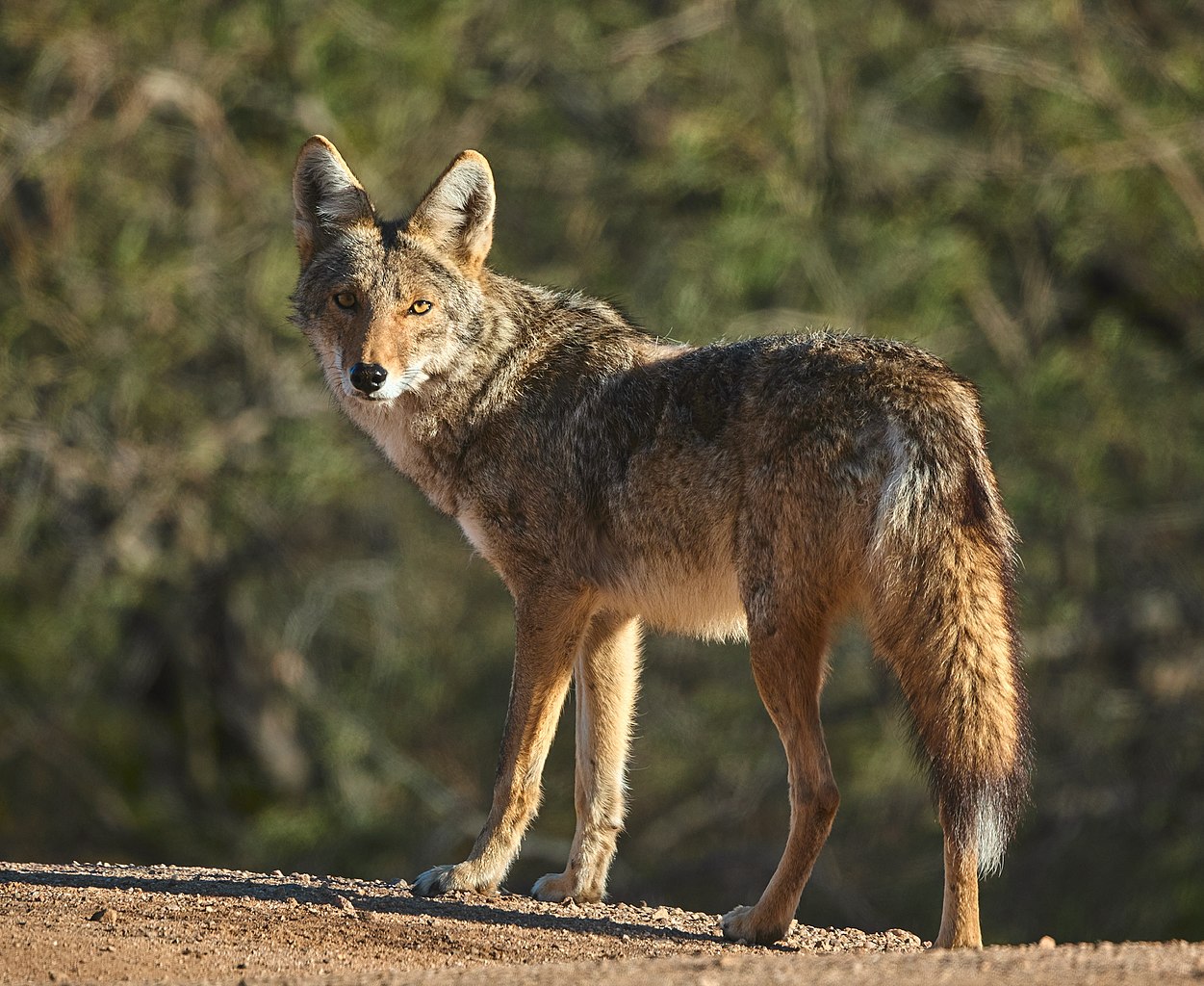 В новом исследовании биологи выделили 18 мимических мышц койотов. У волков, которым койоты приходятся родственниками, их 16 — отсутствуют мышцы, которые создают «щенячий взгляд» и позволяют щуриться / © Wikimedia Commons, Henry from Arizona.