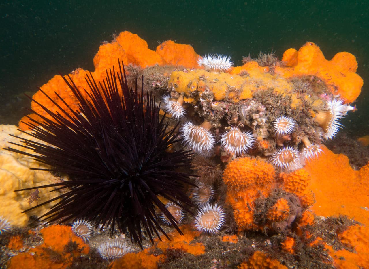 Длинноиглый морской еж вида Centrostephanus rodgersii / © John Turnbull, flickr.com