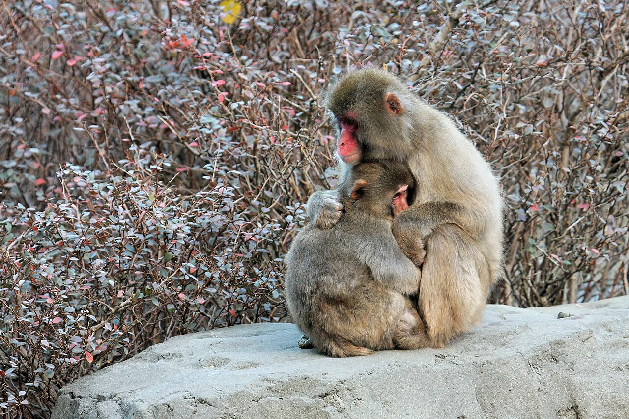 Самка японской макаки с детенышем в Зоопарке Центрального парка, Нью-Йорк / © Wikimedia Commons, ImagePerson.