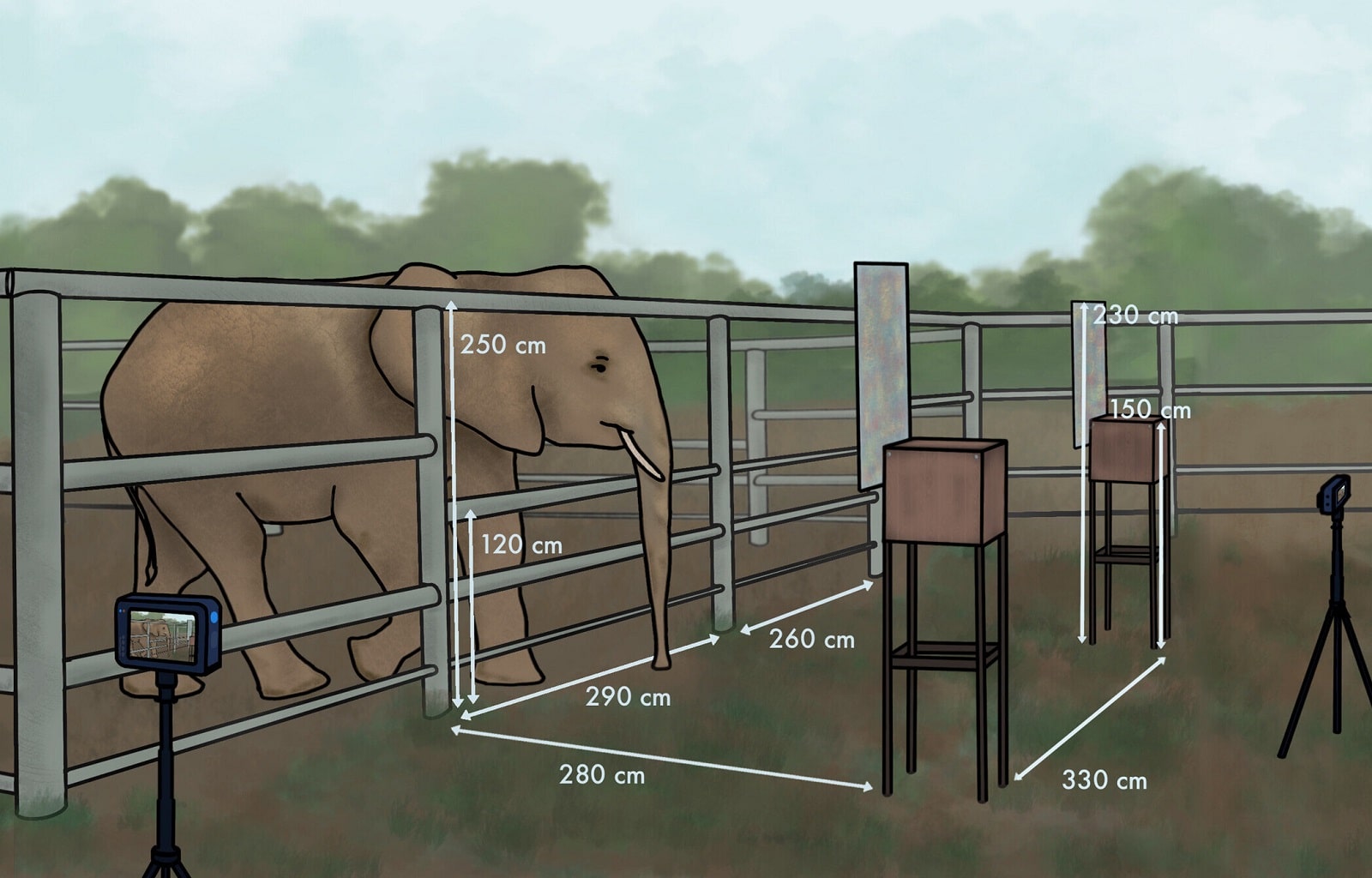 Слоны узнали запах своего бывшего смотрителя спустя более 10 лет после взаимодействия / © Martin Kränzlin et al., Zoo Biology