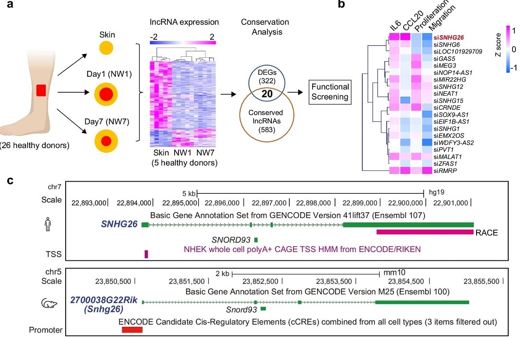 Заживление раны оказалось связано с активацией конкретной молекулы РНК / © Dongqing Li et al., Nature Communications